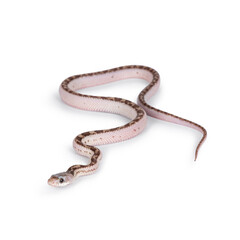 Aufkleber - Baby white sided Texas rat snake or Elaphe obsoleta lindheimeri  crawling over white solid background.
