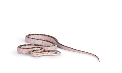 Poster - Baby white sided Texas rat snake or Elaphe obsoleta lindheimeri  crawling over white solid background.