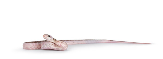Aufkleber - Baby white sided Texas rat snake or Elaphe obsoleta lindheimeri  crawling over white solid background.