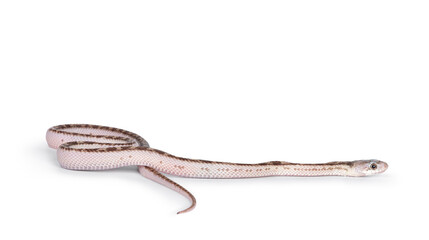 Aufkleber - Baby white sided Texas rat snake or Elaphe obsoleta lindheimeri  crawling over white solid background.