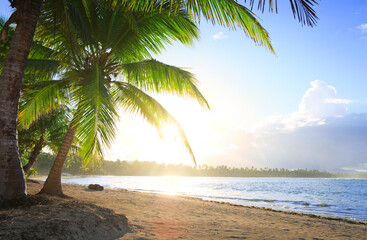Wall Mural - tropical sunrise with coconut palm trees and caribbean sea .