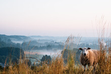Sheep On Hill With Fog Landscape