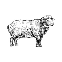 Wall Mural - Standing sheep. Vector vintage hatching black illustration. Isolated on white