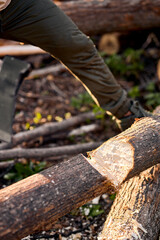 Sticker - Close-up photo of chopped log in forest after forestry works. Wood work, cutting. Unrecognizable skilled male working at summer evening. Woodcutting, woodwork, lamberman lamberjack