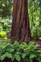 Trunk Of A Sequoia Tree With Ferns On The Ground.