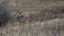 Whitetail Doe And Two Yearlings In Montana