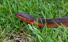 Profile Of A Red Bellied Water Snake