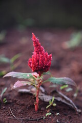 Wall Mural - close up of red cockscomb flower with its stem