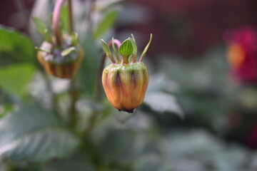 Wall Mural - bud of poppy