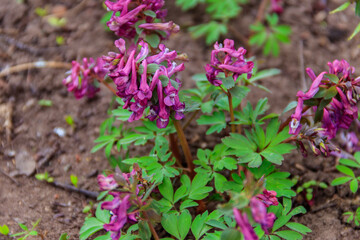 Canvas Print - Purple corydalis flowers in forest at spring