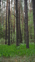  forest cloudy day lake and green grass