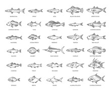 Saltwater Fish Set. Types Marine And Ocean Fish