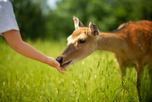 Child Feeding A Deer