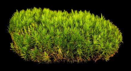 Wall Mural - Moss isolated on black background