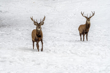 Wall Mural - Deer in the snow in winter