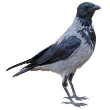 A Big And Beautiful Gray And Black Crow