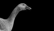 Amazing Goose Closeup Face And Portrait On The Black Background
