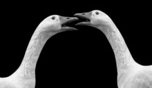 Two Angry White Goose Fight On The Black Background