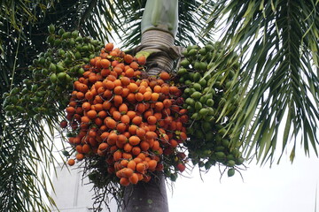 Cyrtostachys renda, also known by the common names red sealing wax palm and lipstick palm, is a palm that is native to Thailand, Malaysia, Sumatra and Borneo in Indonesia. Manaus – Amazonas, Brazil
