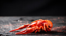 One Red Boiled Crayfish On The Table. Against A Dark Background. High Quality Photo
