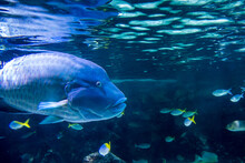 Humphead Wrasse Fish Swimming In Ocean