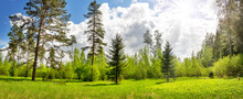 Panoramic View Of The Trees On The Sunny Lawn With Flowers