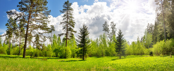 Canvas Print - Panoramic view of the trees on the sunny lawn with flowers