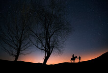 Silhouette Of Rider On A Horse  And Her Companion, Stands On A Hill With Trees In The Starry Night. 
