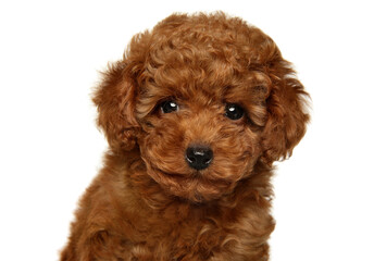 Canvas Print - Close-up portrait of a red Toy Poodle puppy