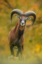European mouflon (Ovis aries musimon), with a beautiful green coloured background. An amazing mammal with brown hair near the forest. Autumn wildlife scene from nature, Czech Republic