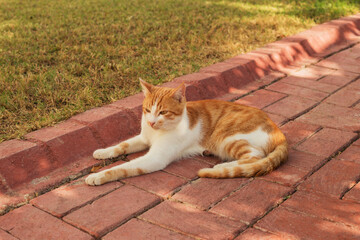 Wall Mural - Relaxed red cat is lying in the park. Summertime. Space for copy.