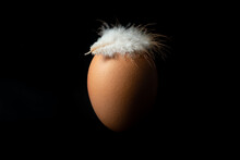 Brown Egg With A White Chicken Feather On It, Isolated Over Black Background, Split Lighting