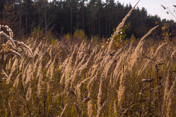 Wall Mural - grass in the wind