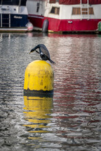 Paris, France - 01 09 2022: Reflections On Bassin De La Villette Of Great Black Cormorant On Resting Yellow Buoys