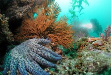Diver Spots Large Sea Star, Gull Island, Channel Islands National Park, California, USA