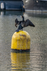 Wall Mural - Paris, France - 01 09 2022: Reflections on Bassin de la Villette of great black cormorant on resting yellow buoys