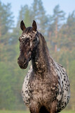 Fototapeta Konie - Portrait of knabstrupper breed horse in summer