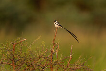 Pin Tailed Whydah Observe On The Top Of Bushes. African Wildlife. Life In The Swamp. 