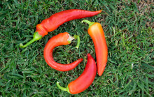 Red Hot Chilli Peppers On The Grass