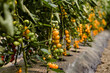Organic orange tomatoes in the solarium