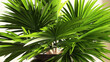 3D render closeup of Pritchardia pacifica or fiji fan palm tree leaves, decoration tropical plants trends, air purifier, in pot in room with beautiful morning sun light on beige wall background