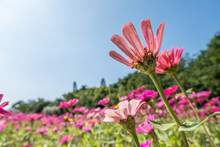 Pink Cosmos Flowers Farm