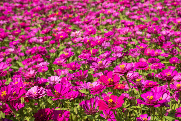  pink and purple cosmos flowers farm