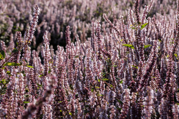 Wall Mural - pink purple mesona flowers