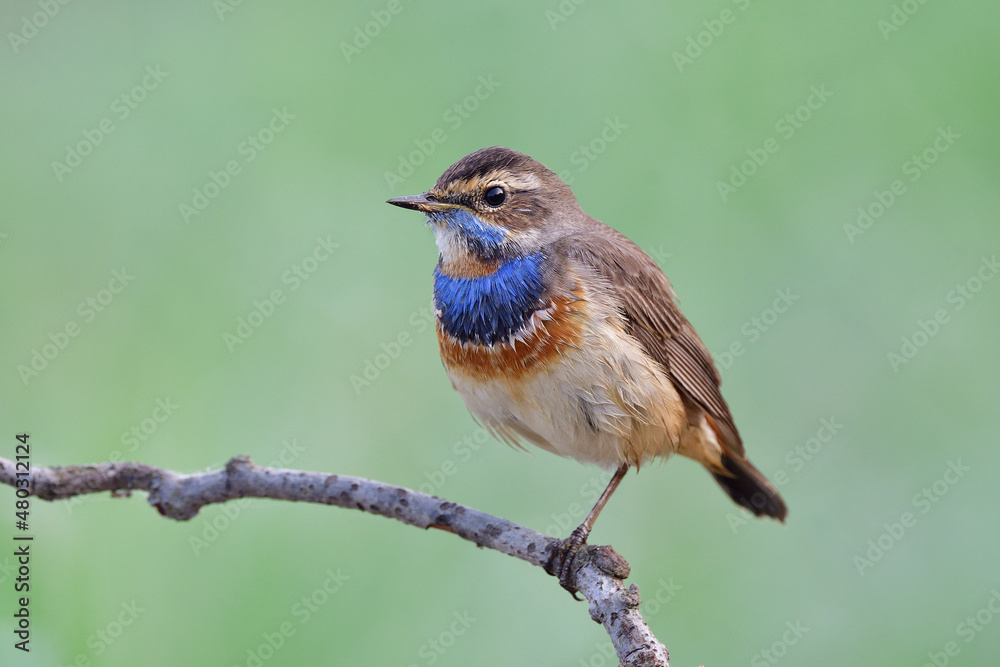 little brown bird with blue marking on its chest feathers relaxing on thin branch by stanind on single leg