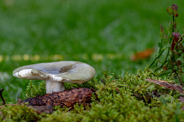 Wall Mural - Edible mushroom Russula virescens in the birch forest. Known as Green Russula or Greencracked Brittlegill. Wild mushroom growing in the grass