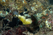 Yellowmargin Triggerfish Pseudobalistes Flavimarginatus