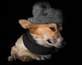 Fototapeta Zwierzęta - Pies rasy corgi pembroke rudy na czarnym tle