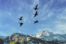雪山を背景に飛ぶ野鳥の群れ
