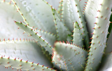 Aloe Vera With Prickly Thorns As Found In Nature